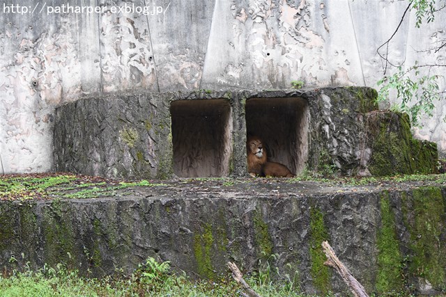 ２０１６年９月　安佐動物公園　その１_a0052986_7143459.jpg