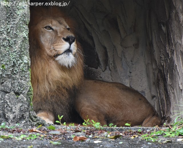 ２０１６年９月　安佐動物公園　その１_a0052986_7152644.jpg