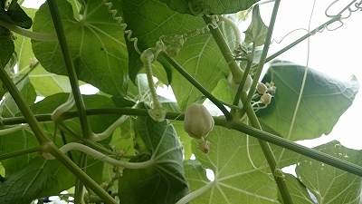 c0163102_20540941.jpg