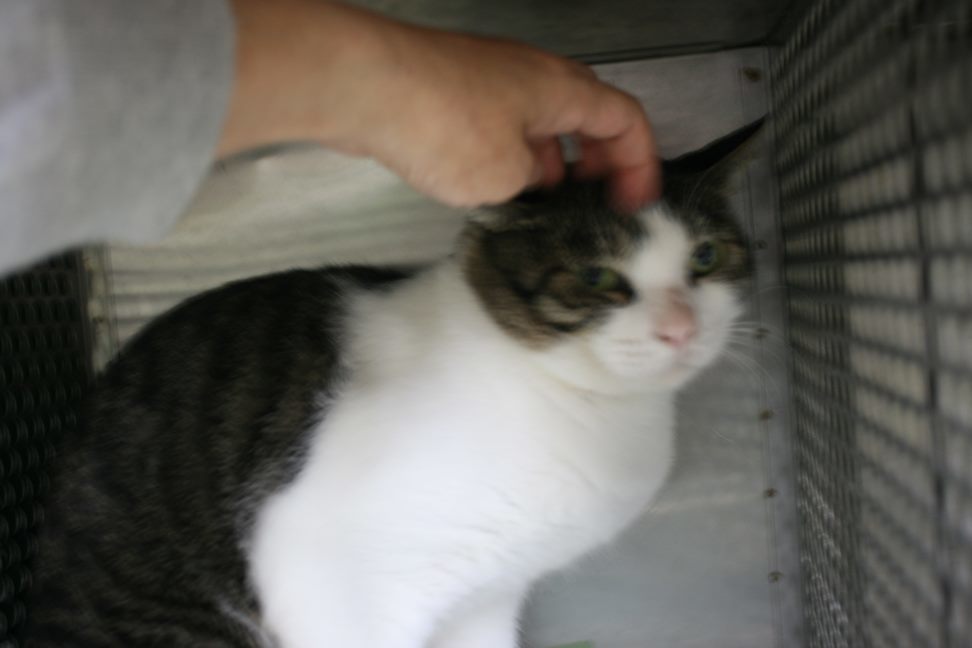 【移動先募集】センター(支所)収容猫(9/30訪問)_f0242002_00542741.jpg