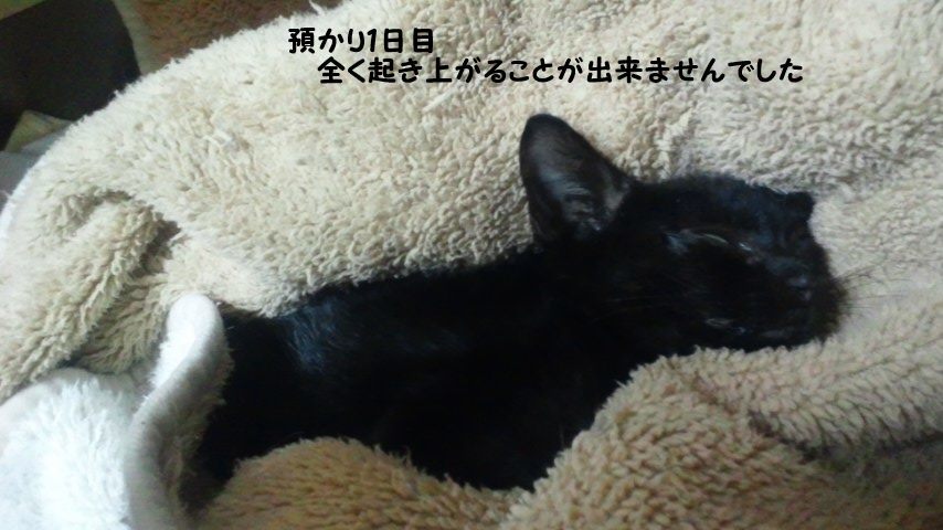 【移動先募集】センター(支所)収容猫(9/30訪問)_f0242002_22562710.jpg