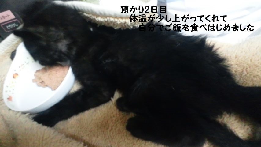【移動先募集】センター(支所)収容猫(9/30訪問)_f0242002_22580503.jpg