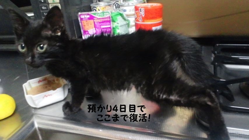 【移動先募集】センター(支所)収容猫(9/30訪問)_f0242002_22584498.jpg