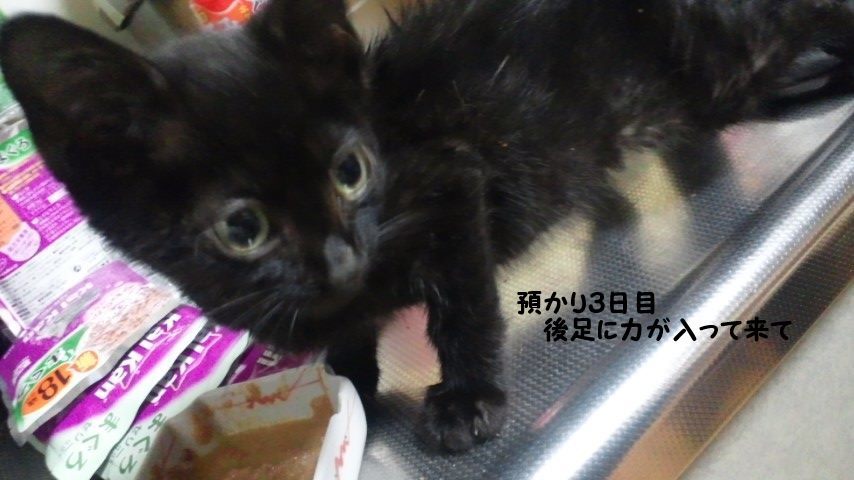 【移動先募集】センター(支所)収容猫(9/30訪問)_f0242002_22591405.jpg