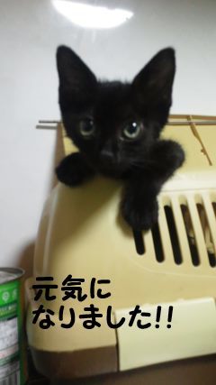 【移動先募集】センター(支所)収容猫(9/30訪問)_f0242002_22594419.jpg