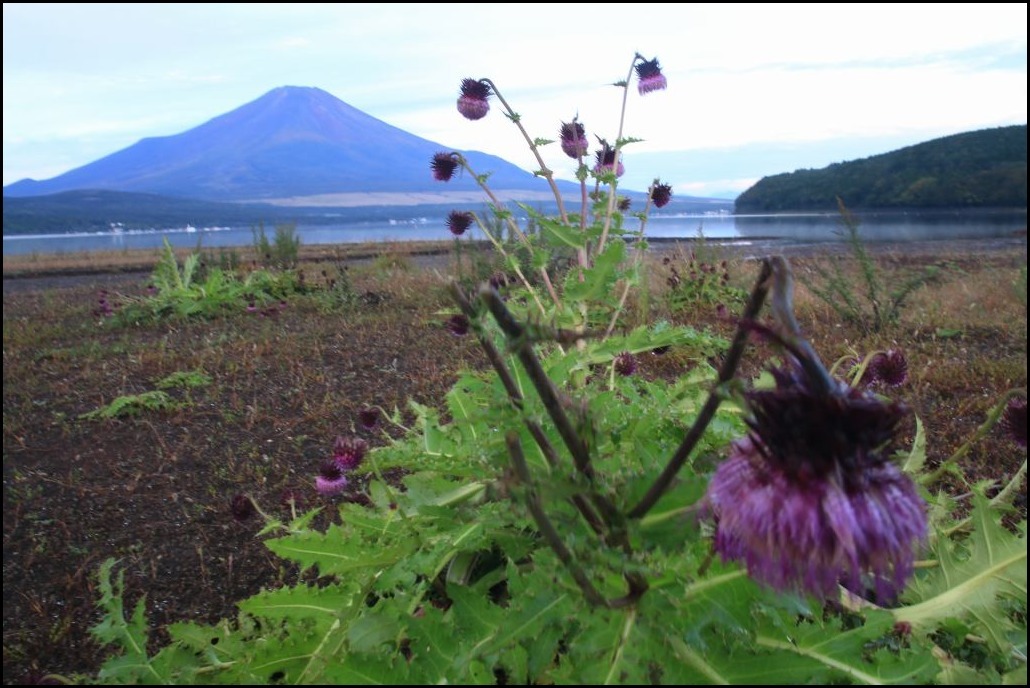 10月のふじあざみ_a0188405_20574641.jpg