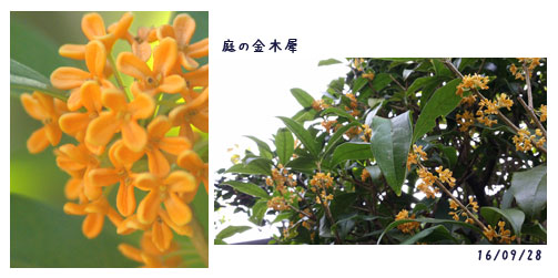 10月も1週間が過ぎて_c0051105_11393343.jpg