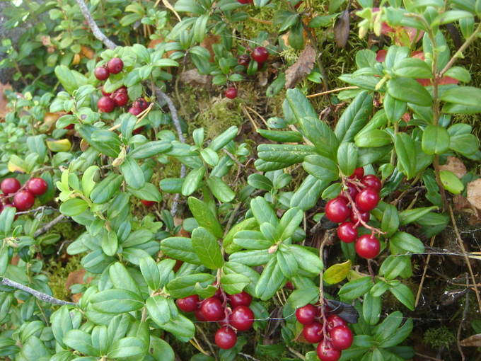f0188408_14543676.jpg
