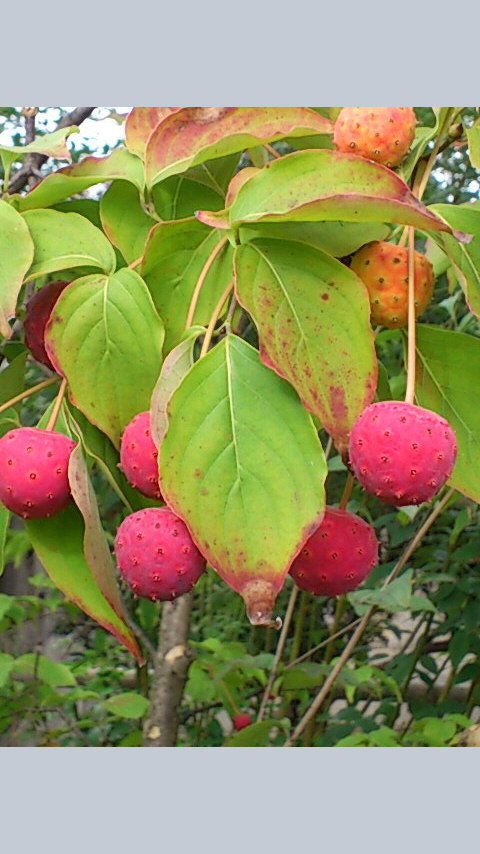 b0028109_14582191.jpg