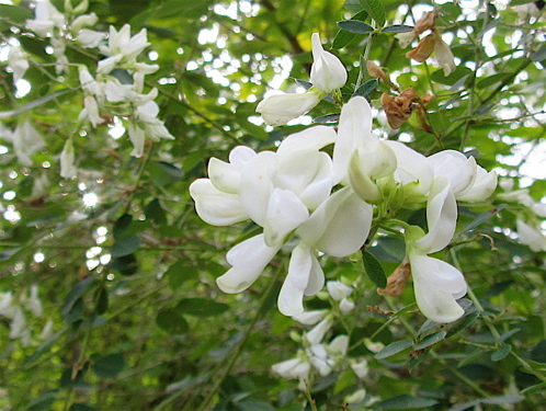 a0164011_2316351.jpg