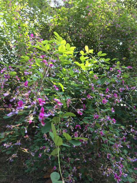d0337937_17371391.jpg