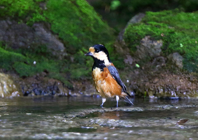 隣町の水場_d0313867_19214072.jpg