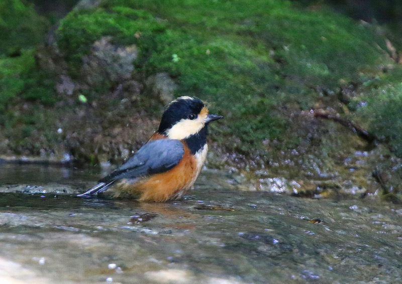 隣町の水場_d0313867_19214728.jpg