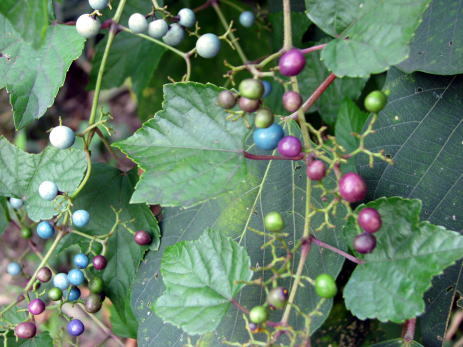 e0345868_21260415.jpg