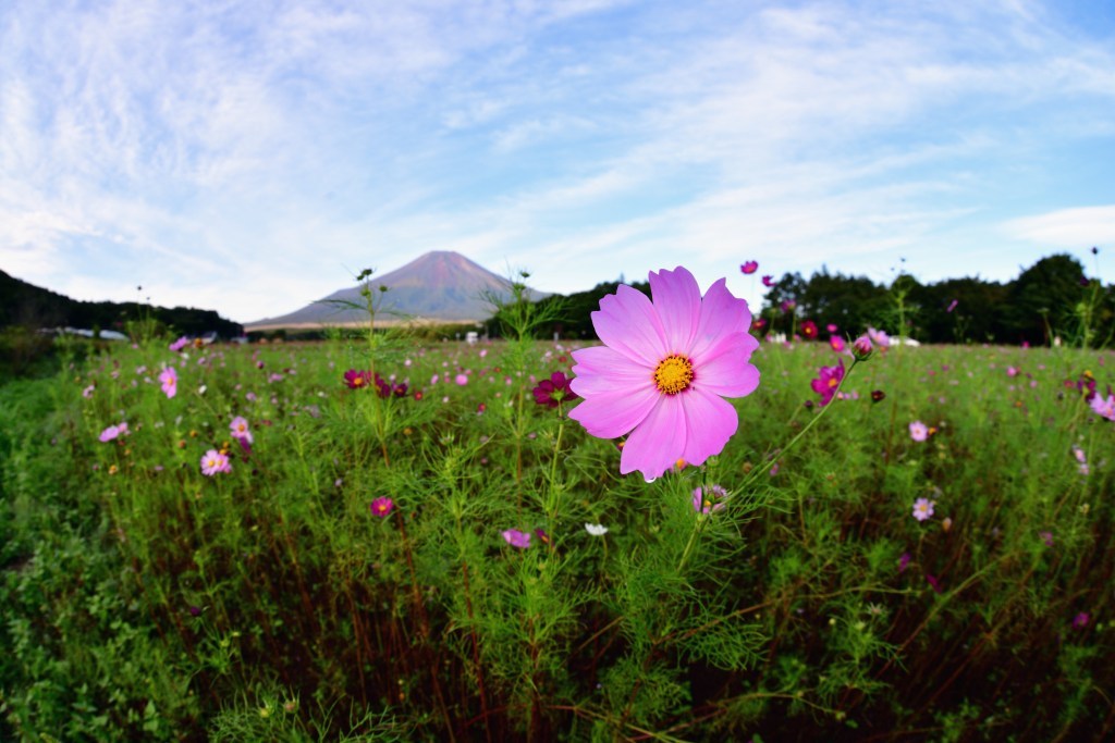 【富士山」　秋色と富士　_a0329277_20175996.jpg