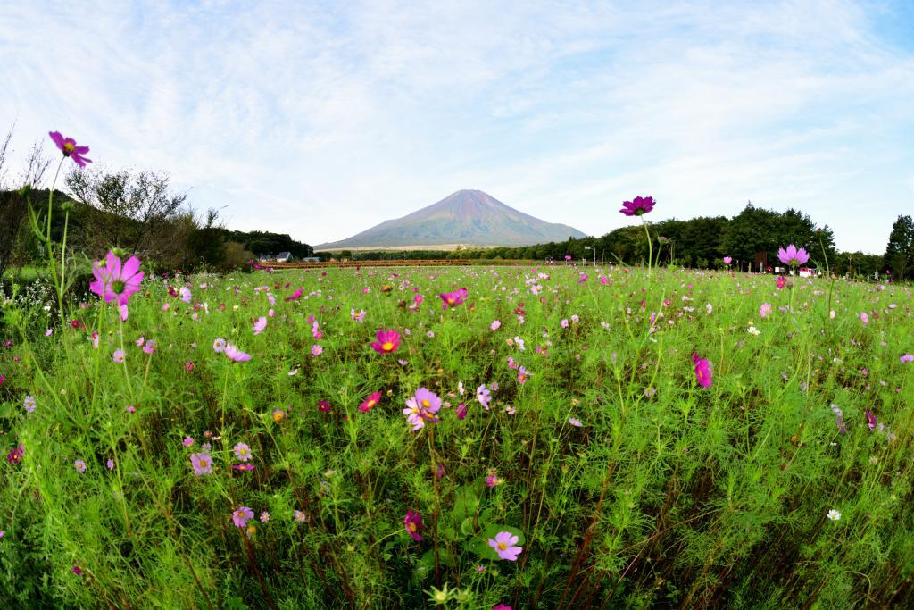 【富士山」　秋色と富士　_a0329277_20181982.jpg