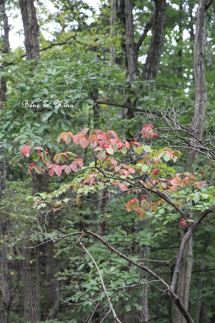 c0283778_16322576.jpg