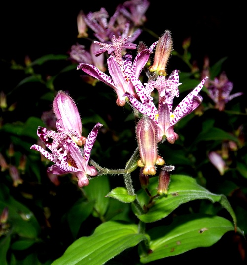 e0191585_20213379.jpg