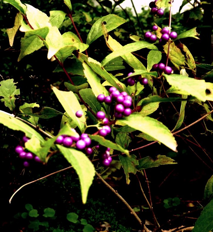 e0191585_2061473.jpg