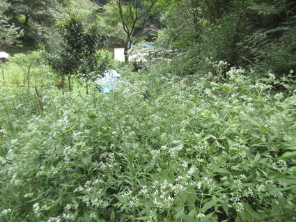 f0053885_1974437.jpg