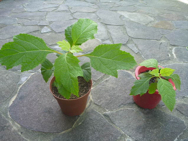 挿し芽からの定植、コボレダネからの開花_c0096287_1358506.jpg