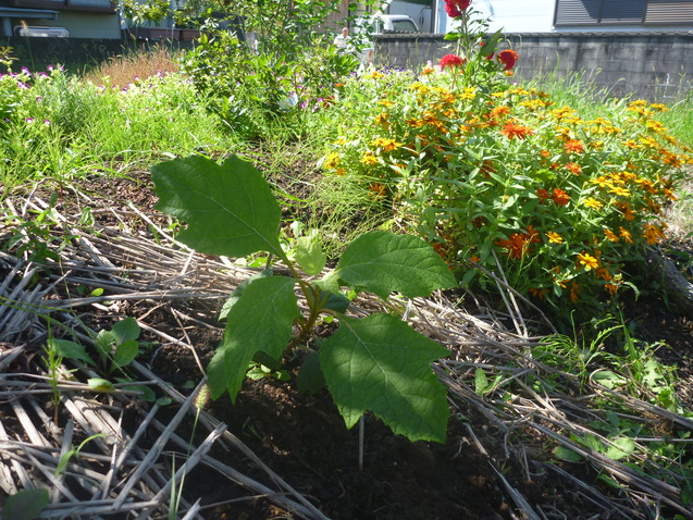 挿し芽からの定植、コボレダネからの開花_c0096287_145373.jpg