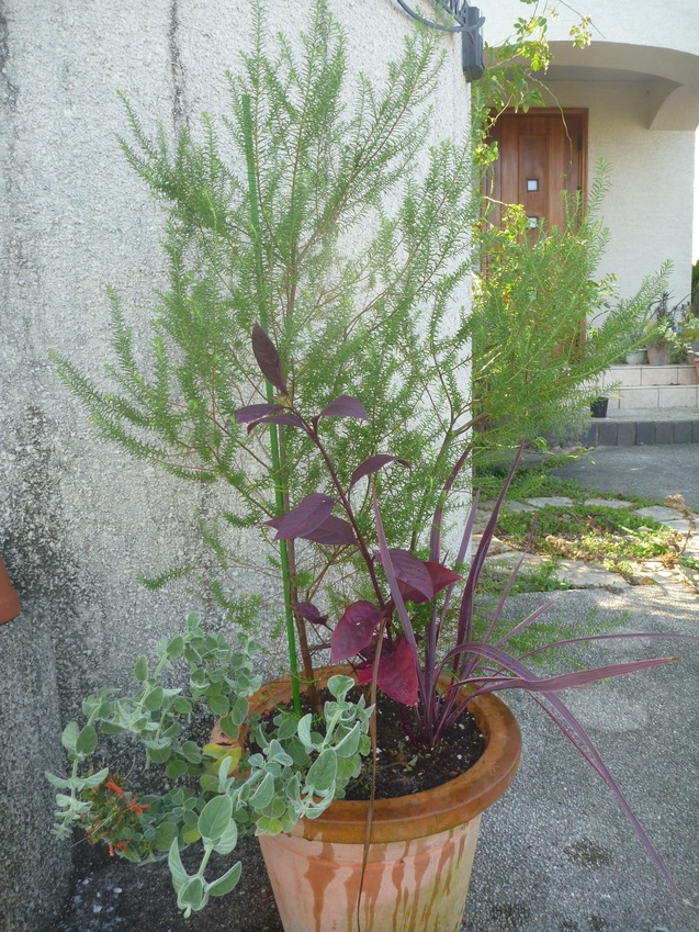 挿し芽からの定植、コボレダネからの開花_c0096287_15162562.jpg