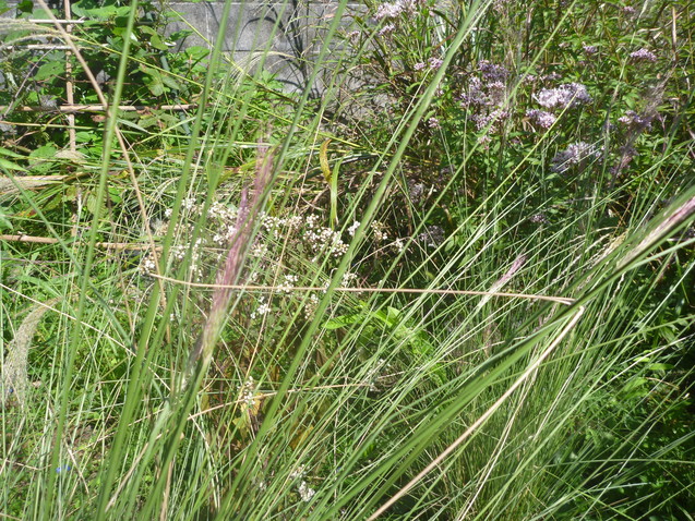 c0096287_1744093.jpg