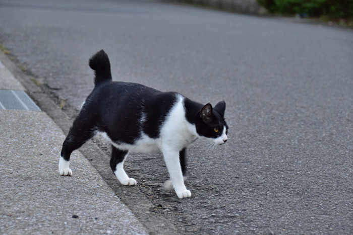 猫ちゃんの生き方にもいろいろあって　(*^_^*)_c0049299_23142904.jpg