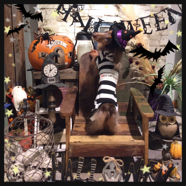 ☆ハロウィンスポットリニューアル★駒沢店_f0170910_21133377.jpg