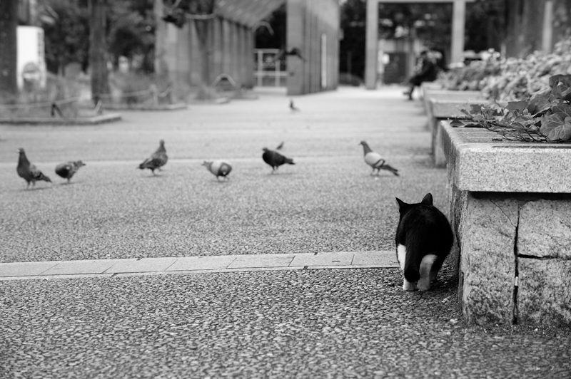 町角ニャンコ･あちこちニャンコ_f0032011_2010679.jpg