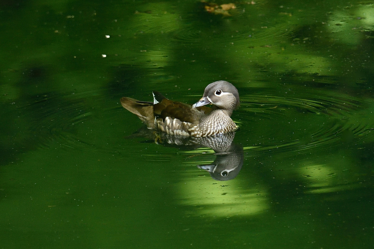 春～夏の想い出　N-　２・・アカショウビン_a0189912_22594280.jpg