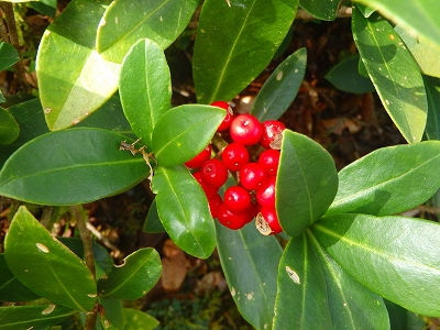 f0193521_11475217.jpg