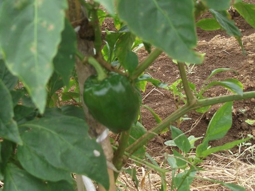 夏野菜最後の収穫..._b0137932_21414242.jpg