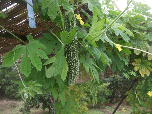 夏野菜最後の収穫..._b0137932_21422017.jpg