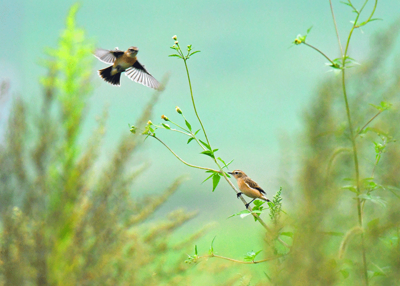 d0290240_05214088.gif
