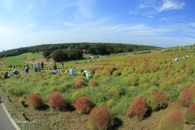 茨城　見晴らしの丘のコキア撮影会 in ひたち海浜公園_e0227942_21135294.jpg