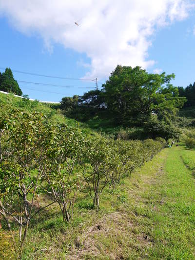 フレッシュブルーベリー 収穫後の御礼肥えを終え、冬の剪定に向け草刈り作業と来年の花芽_a0254656_19265658.jpg