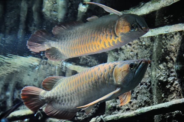 水辺の旅のエリア・東南アジア＋アフリカの湖編_c0081462_2236492.jpg