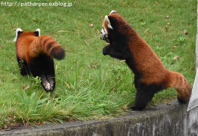 ２０１６年９月　安佐動物公園　その３　レッドパンダ_a0052986_730795.jpg