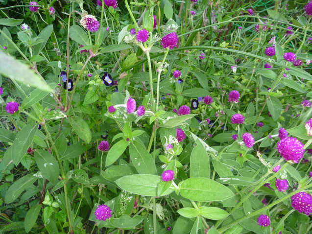 c0096287_1746829.jpg