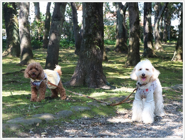 散歩の続きは平和市民公園へ、２わんずの意志と言うより私の意志優先で（*⌒∇⌒*)テヘ♪_b0175688_00275821.jpg