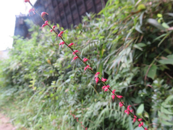 d0145794_16384724.jpg