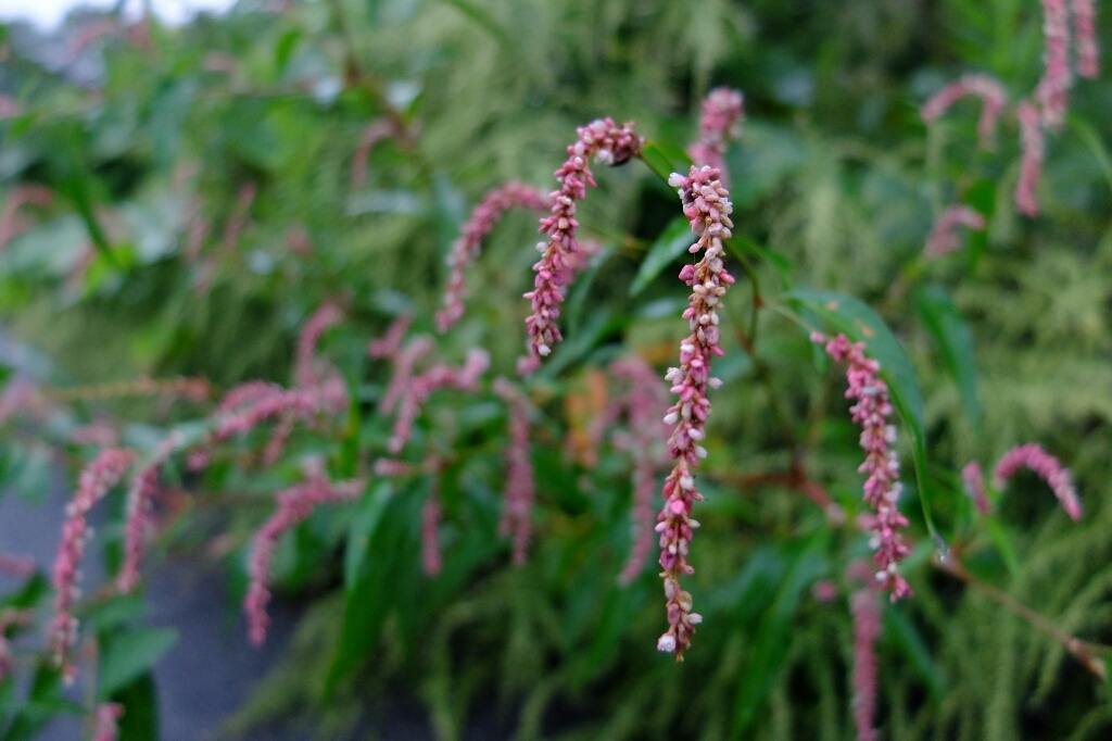 e0304001_11071145.jpg
