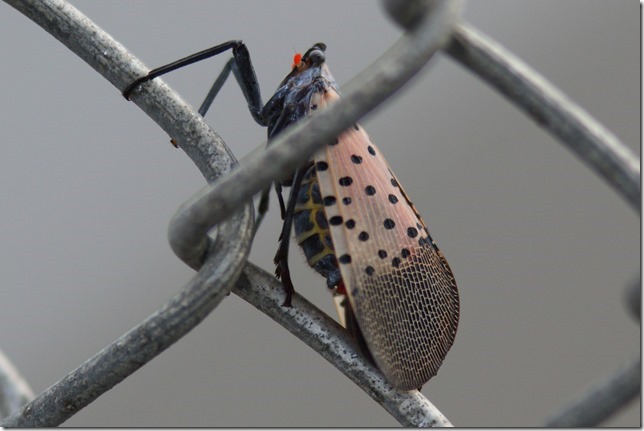 昆虫ブログ むし探検広場 昆虫ブログ むし探検広場