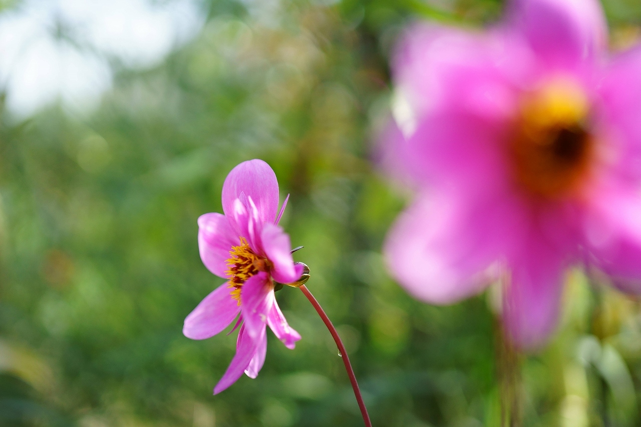 海上公園のピンクの花たち_b0225108_22125626.jpg