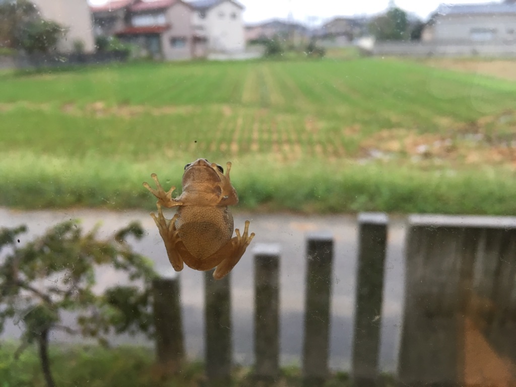 【高岡店】パークヨガ中止のお知らせ_e0151409_1511891.jpg