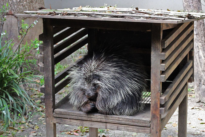 上野動物園：3月の小獣館～フサオネズミカンガルーは跳んでいるか！？_b0355317_11465428.jpg