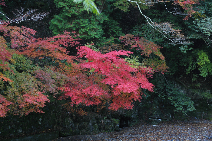 紅葉の高雄 －西明寺（後編）－ _b0169330_0163461.jpg