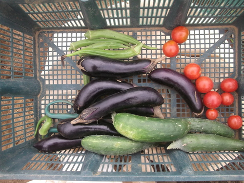 夏野菜最後の収穫..._b0137932_1085540.jpg